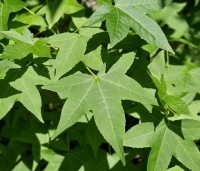 Liquidambar styraciflua - Amberboom - 1