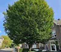 Carpinus betulus 'Fastigiata' - Haagbeuk 'Fastigiata' - ongesnoeid