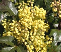 Mahonia aquifolium bloeiwijze