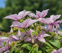 Clematis 'Hagley Hybrid' - Bosrank 'Hagley Hybrid' - 3