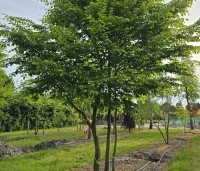Carpinus betulus - Haagbeuk - 6
