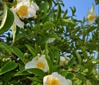 Stewartia pseudocamellia - Schijncamelia - 5