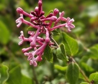 Syringa bloomerang  'Pink Perfume' - Sering 'Pink Perfume'   - juni-juli
