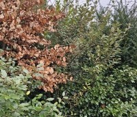 Elaeagnus ebbingei - Olijfwilg - 1