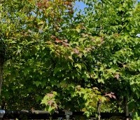 Liquidambar formosa 'Ellen' - Speciale amberboom met Aziatische roots - 3