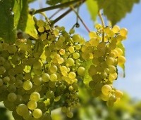Vitis vinifera 'Vroege van der Laan' - Witte druif 'Vroege van der Laan' - 3