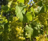 Vitis vinifera 'Vroege van der Laan' - Witte druif 'Vroege van der Laan' - 2
