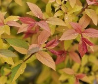 Spiraea japonica 'Goldflame'  - Spierstruik 'Goldflame' - 1