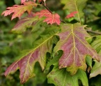 Quercus rubra - Amerikaanse eik - verkleuring vroeg in het najaar