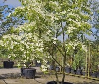 Cornus 'Norman Hadden' - Japanse grootbloemige kornoelje 'Norman Hadden' - 3