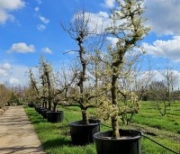 Pyrus com. 'Bonne Louise d'Avranches - Pyrus com. 'Bonne Louise d'Avranches - 1