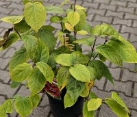 Sinocalycanthus chinensis 'Hartlage Wine' - Specerijstruik  'Hartlage Wine' - 1