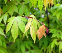 Acer palmatum 'Osakazuki'