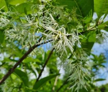 Chionanthus virginicus