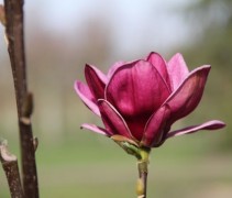 Magnolia Genie
