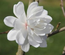 Magnolia x Loebnerii 'Wildcat'