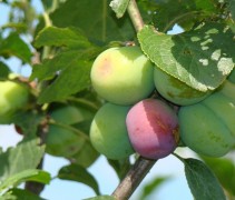 Prunus domestica 'The Czar'