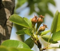 Pyrus com. 'Williams' - Pyrus com. 'Williams' - 8