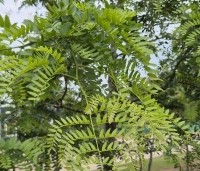 Gleditsia triacanthos 'Draves' - Valse Christusdoorn 'Draves' - 2