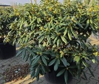 Rhododendron 'Marcel Menard' - Rododendron 'Marcel Menard' - 100-125cm solitair extra kwaliteit. maart