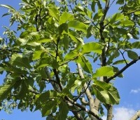 Castanea sativa 'Lyon' - Castanea sativa 'Lyon' - 3
