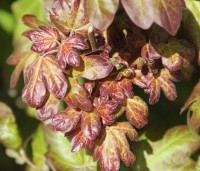 Acer campestre 'Red Shine' - Veldesdoorn - 1