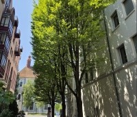 Carpinus betulus 'Fastigiata' - Haagbeuk 'Fastigiata' - 3