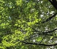 Carpinus betulus 'Fastigiata' - Haagbeuk 'Fastigiata' - 2