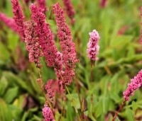 Persicaria aff. 'Darjeeling Red' per kist á 24 st. - Duizendknoop 'Darjeeling Red' - 1