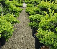 Ilex crenata 'Green Hedge' - Japanse hulst - vormsnoei