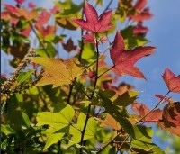 Liquidambar formosa 'Ellen' - Speciale amberboom met Aziatische roots - 2