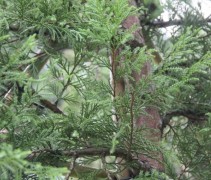 Cupressocyparis leylandii Blue Jeans