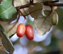 Elaeagnus ebbingei vruchten