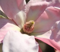 Magnolia Daybreak