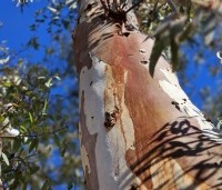 Eucalyptus gunnii - Gomboom - stam volwassen boom