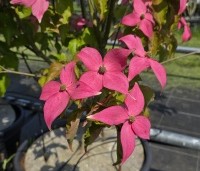 Cornus kousa 'Scarlet Fire' - Japanse kornoelje - 5