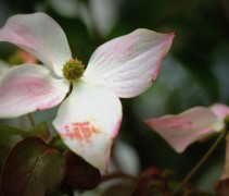 Cornus kousa 'China Girl'