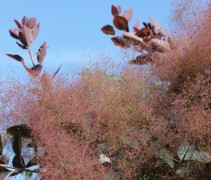 Roodbladige Pruikenboom in bloei