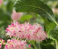 Clethra alnifolia 'Pink Spire' - Schijnsels 'Pink Spire' - 4