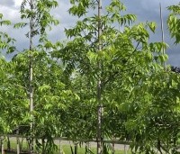 Carya illinoinensis 'Wichita' - Pecannoot Wichita - 2