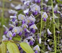 Wisteria floribunda 'Macrobotrys' - Blauwe regen - 1