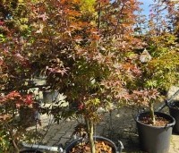 Acer palmatum 'Twombly's Red Sentinel' - Japanse esdoorn  Twombly's Red Sentinel - bladkleur in augustus