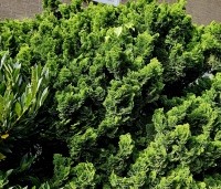 Chamaecyparis obtusa 'Nana Gracilis' - Japanse dwergcipres - 1