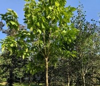 Catalpa bignonioides - Trompetboom - 3