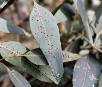 Eucalyptus gunnii - Gomboom - blad winter