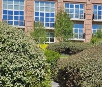Elaeagnus ebbingei - Olijfwilg - 5