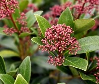 Skimmia japonica 'Rubella' - Skimmia - 4