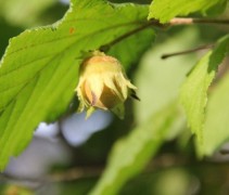 Corylus avellana