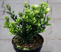 Ilex crenata 'Dark Green'