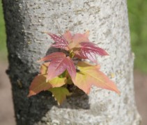 Liquidambar Formosana jong blad